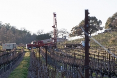 vineyard